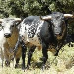 La ganadería de Los Maños lidia el jueves 7 de agosto en Madrid