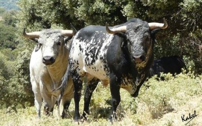 La ganadería de Los Maños lidia el jueves 7 de agosto en Madrid
