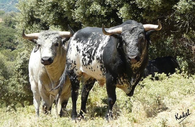 La ganadería de Los Maños lidia el jueves 7 de agosto en Madrid