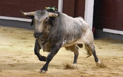 Resumen de la novillada de Los Maños en Madrid