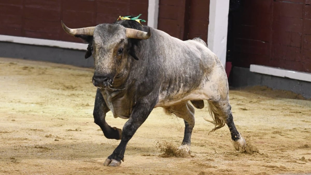 Resumen de la novillada de Los Maños en Madrid