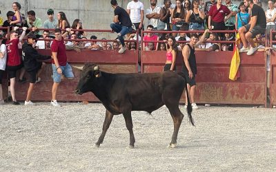 ÚLTIMA HORA: NUEVA NORMATIVA EN ARAGÓN SOBRE LA DERMATOSIS NODULAR