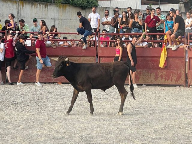 ÚLTIMA HORA: NUEVA NORMATIVA EN ARAGÓN SOBRE LA DERMATOSIS NODULAR
