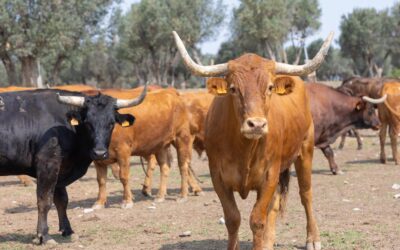 DEMARTOSIS NODULAR, ENTREVISTA CON EL VETERINARIO JOSÉ LUIS BLASCO