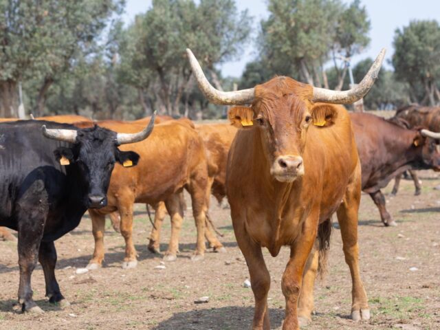 DEMARTOSIS NODULAR, ENTREVISTA CON EL VETERINARIO JOSÉ LUIS BLASCO